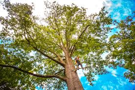 Best Tree Maintenance Programs  in Long Beach, NY