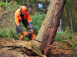 Best Hazardous Tree Removal  in Long Beach, NY