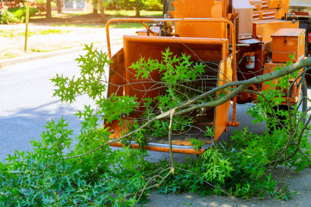 Best Lawn Maintenance Plans  in Long Beach, NY