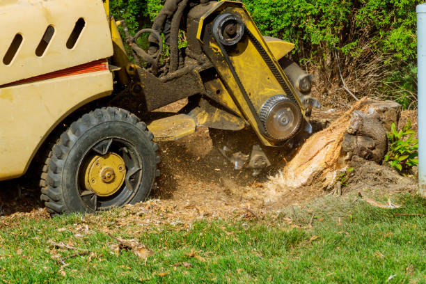 Best Tree Disease Treatment  in Long Beach, NY