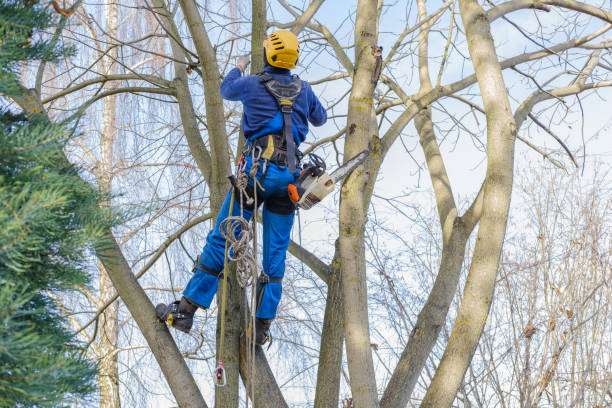Reliable Long Beach, NY Tree Services Solutions