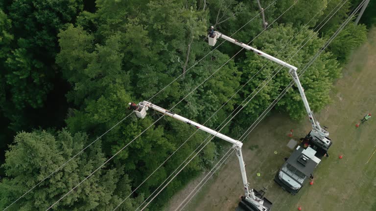 Best Storm Damage Tree Cleanup  in Long Beach, NY