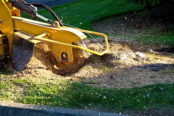 Best Palm Tree Trimming  in Long Beach, NY