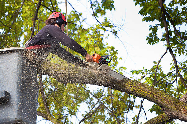 Best Lawn Watering Services  in Long Beach, NY